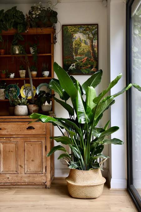 Need a Pet Friendly Non-Toxic alternative to the popular Monstera?