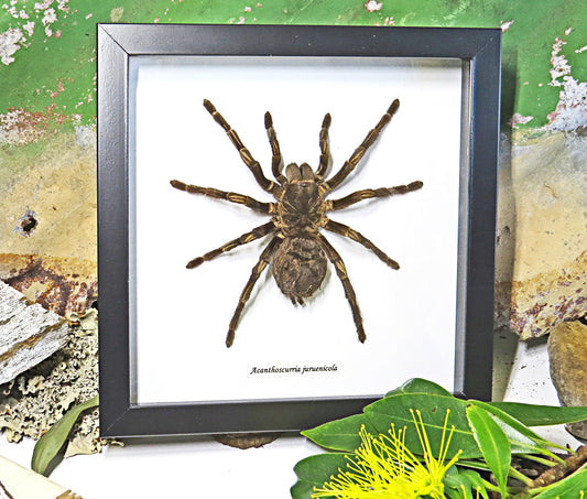 Acanthoscurria juruenicola XL spider