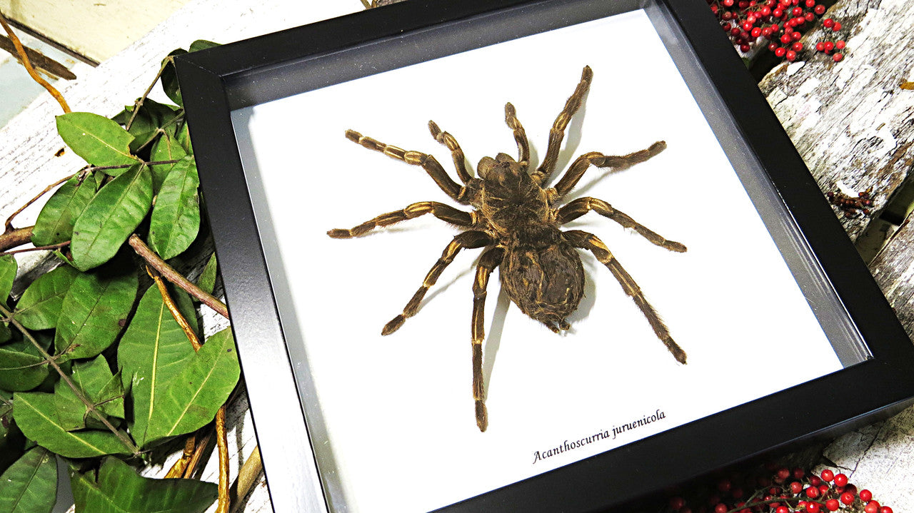 Acanthoscurria juruenicola XL spider