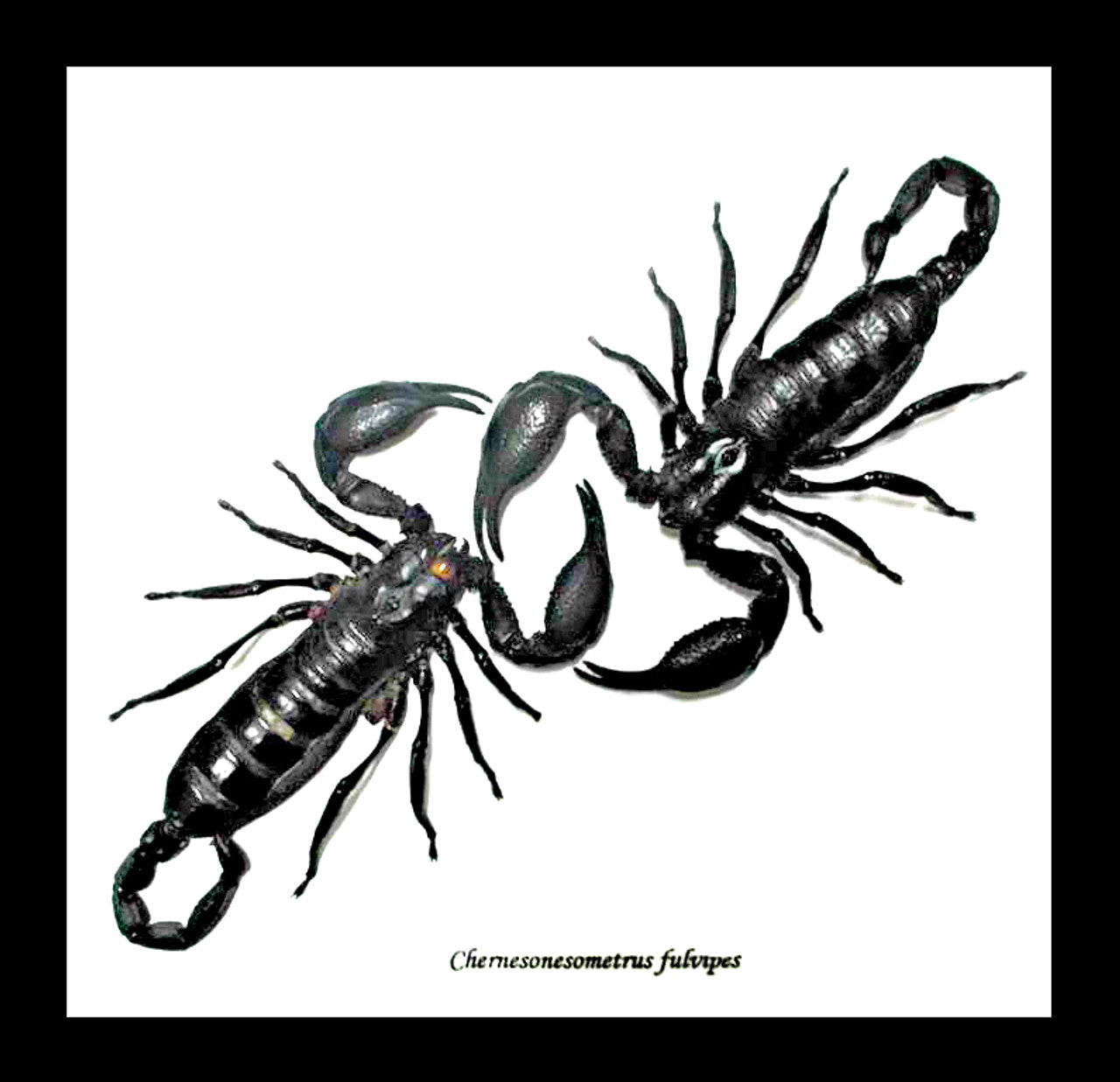 Scorpion duo