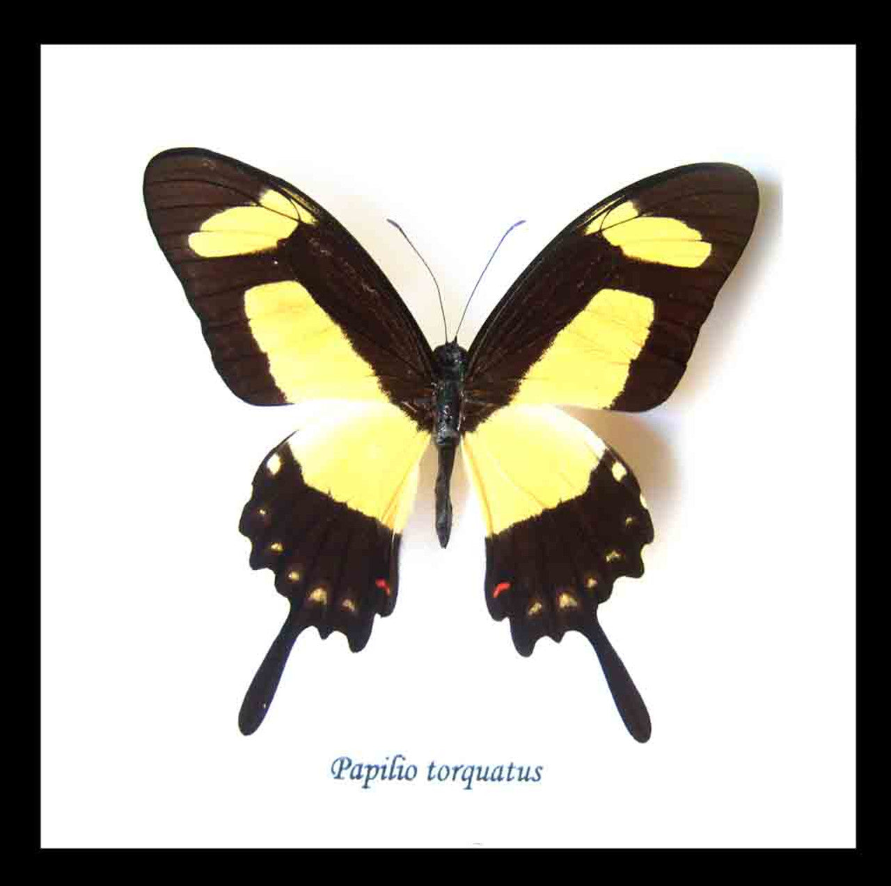 Papilio Torquatas