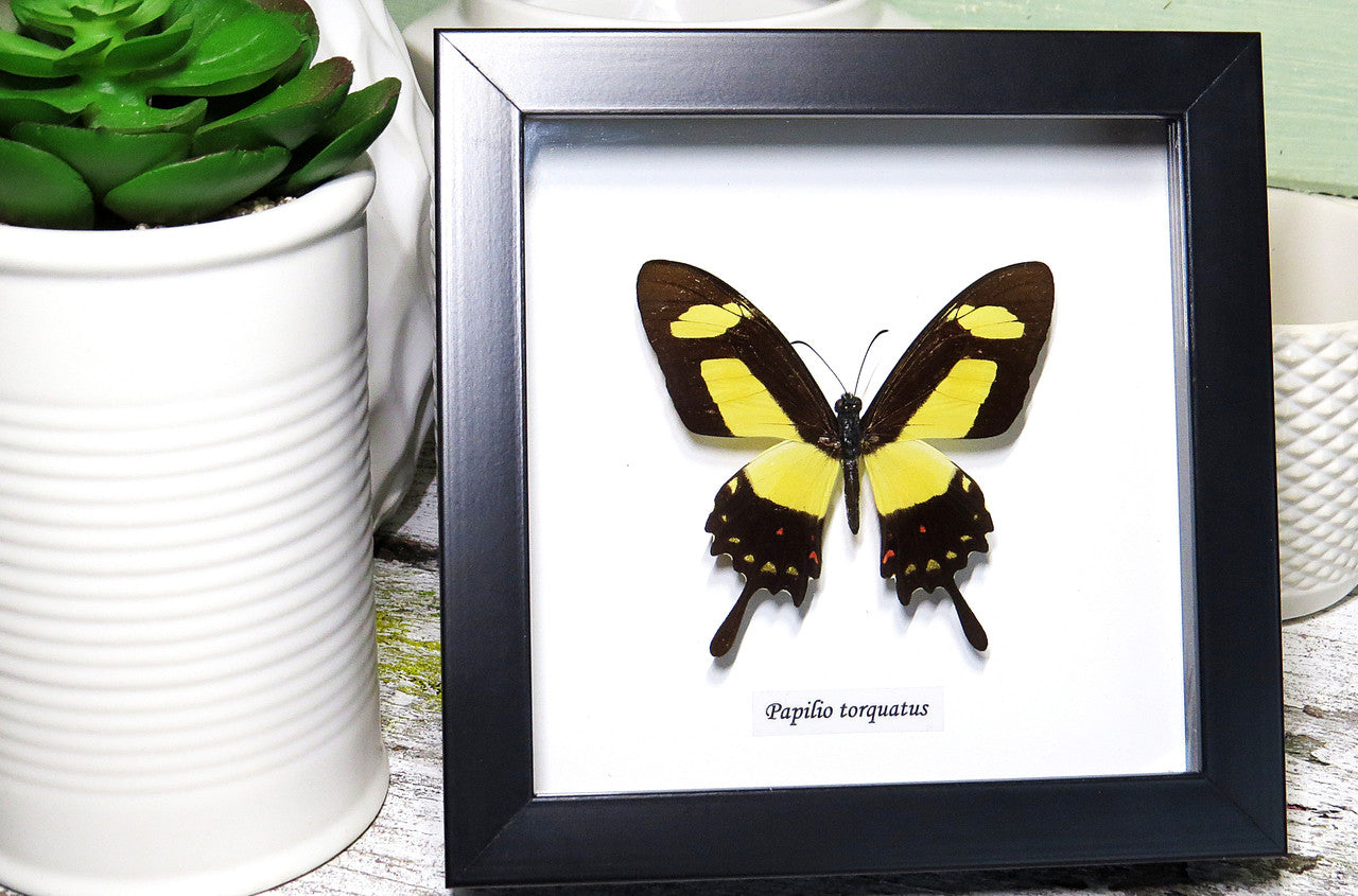 Papilio Torquatas