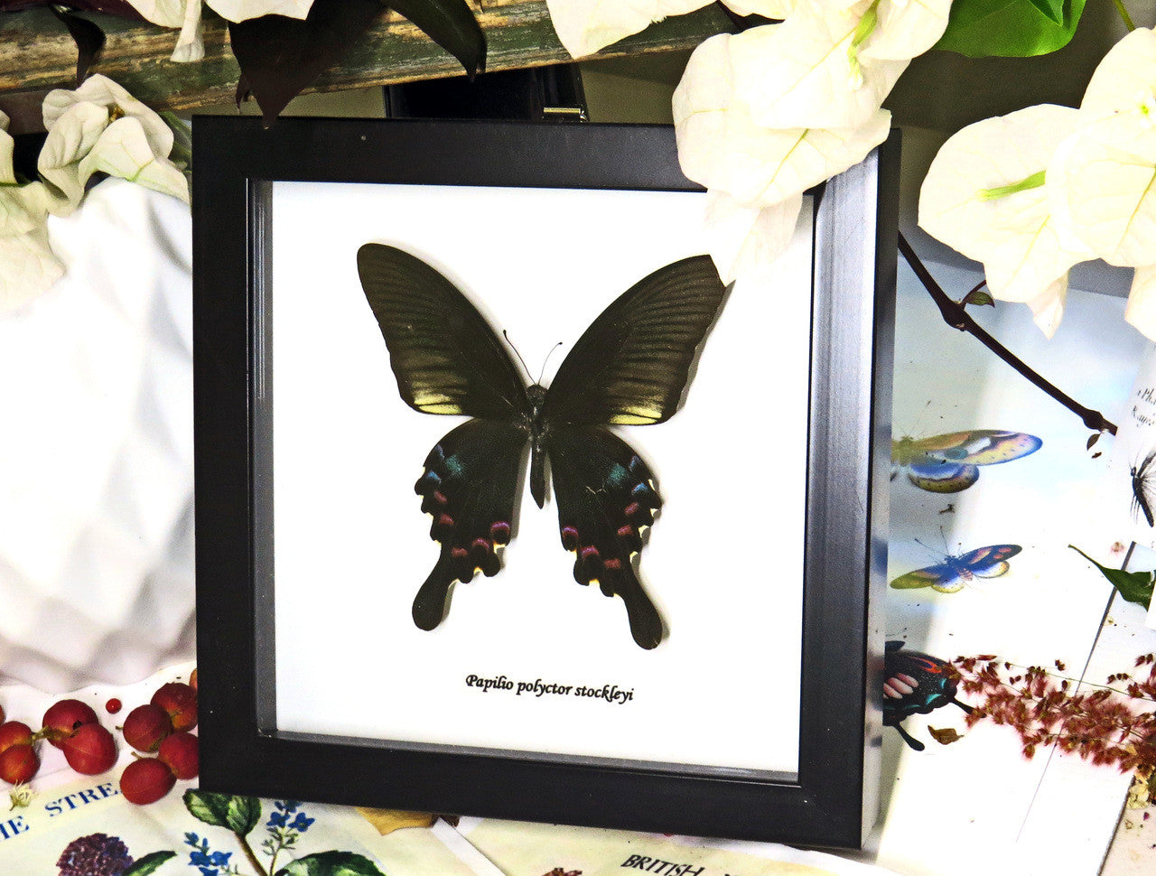 Papilio polyctor stockleyi.