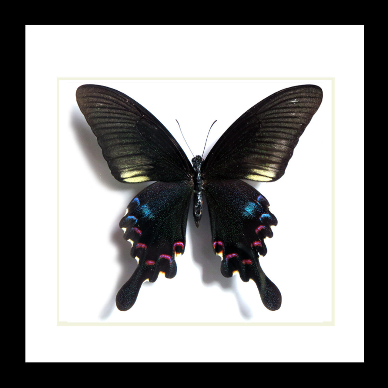 Papilio polyctor stockleyi.