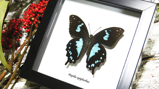 Papilio epiphorbas.