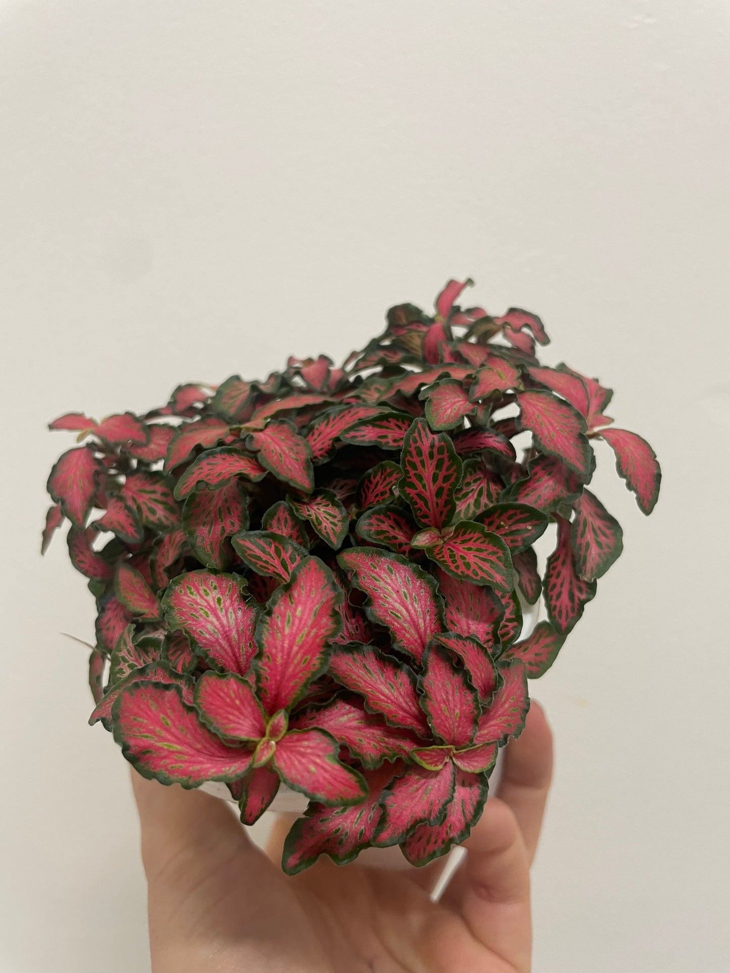 Fittonia Nerve Plant