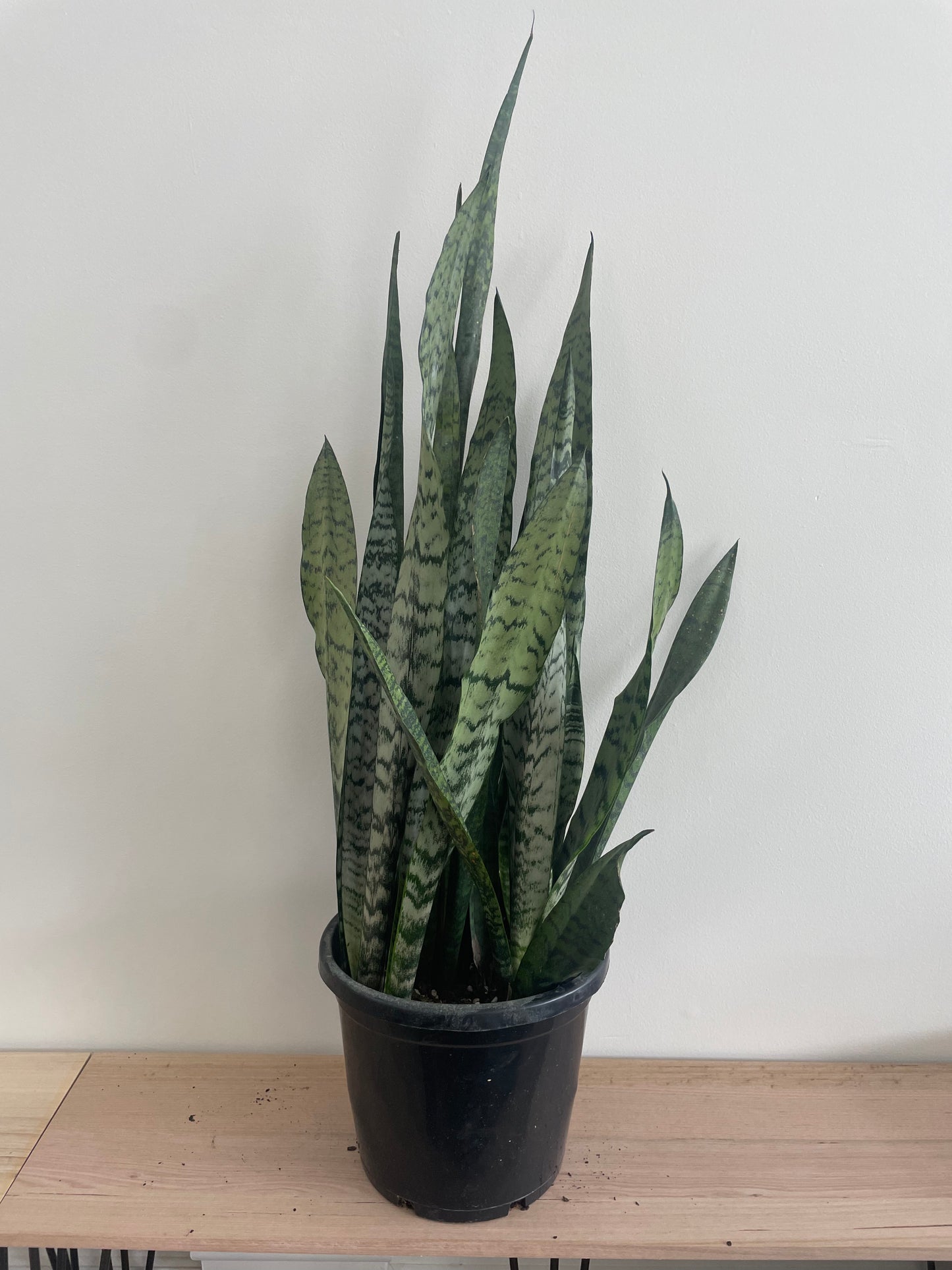 Mother in Laws Tongue- Snake plant