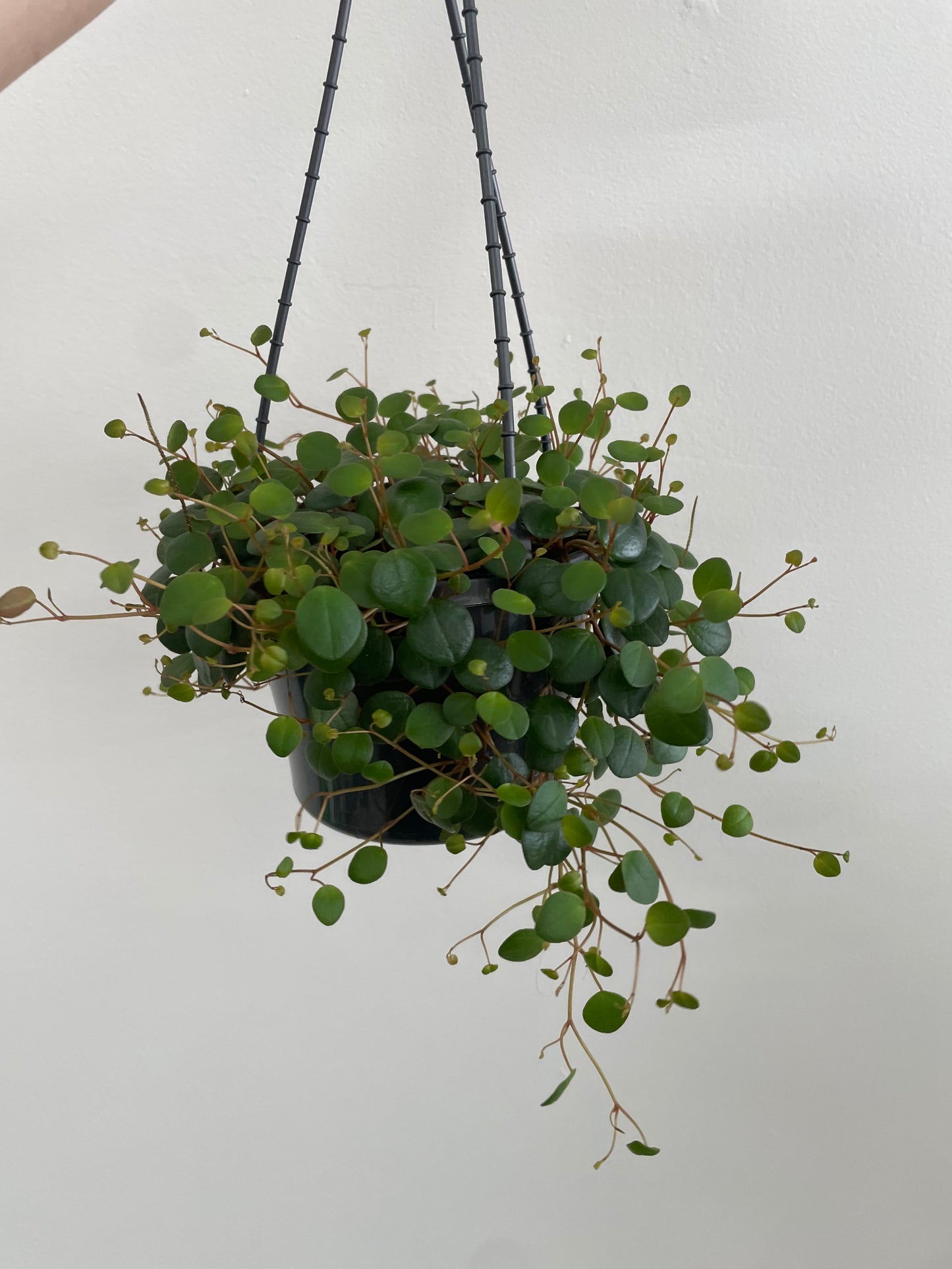 Peperomia Pepperspot Hanging Basket