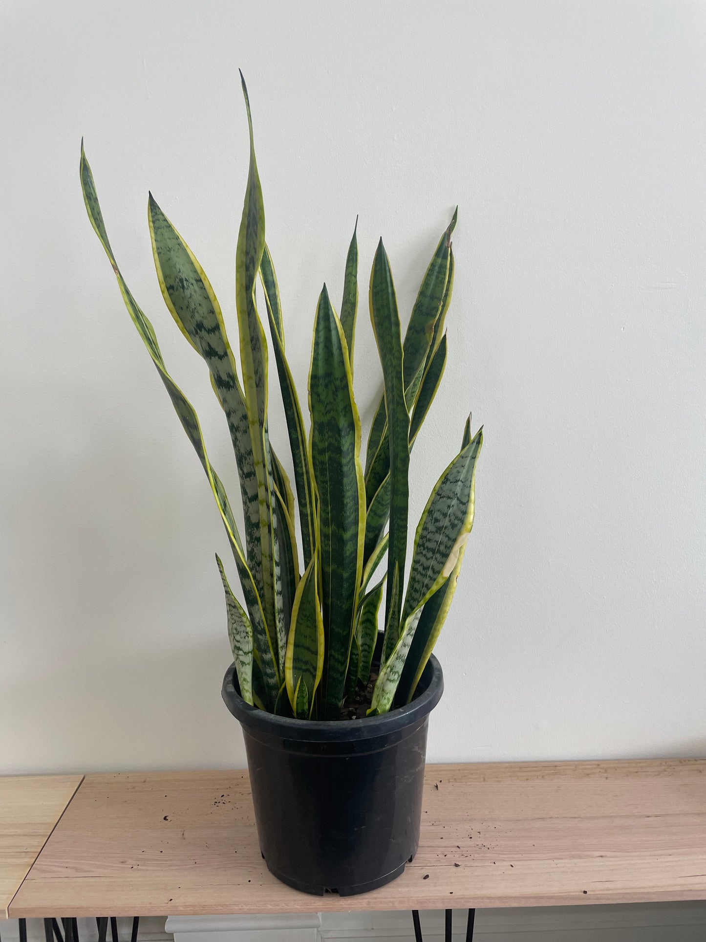 Mother in Laws Tongue- Snake plant