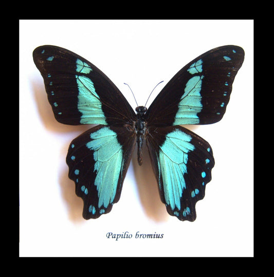 Papilio bromius