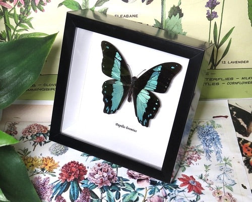 Papilio bromius